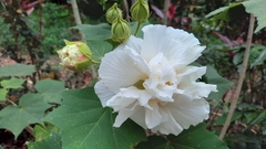 Hibiscus mutabilis
