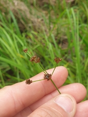 Juncus planifolius