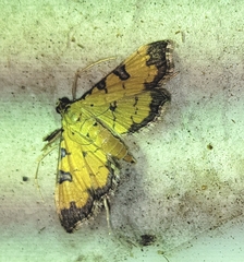 Ategumia ebulealis