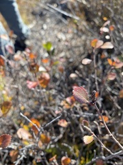 Betula glandulosa