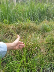 Juncus planifolius