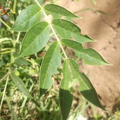 Senna crotalarioides