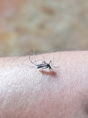 Armigeres subalbatus