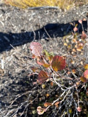 Betula glandulosa