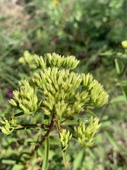 Stevia ovata