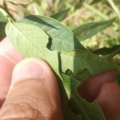 Senna crotalarioides