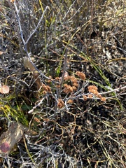 Betula glandulosa