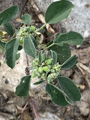 Croton monanthogynus