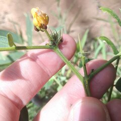 Senna crotalarioides