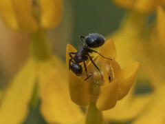 Camponotus planatus