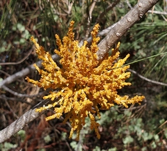 Arceuthobium campylopodum