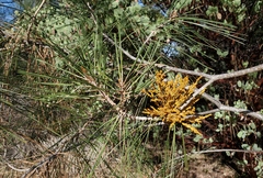 Arceuthobium campylopodum