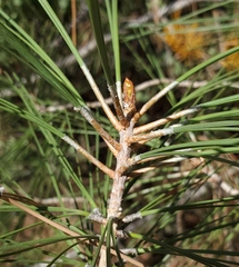 Arceuthobium campylopodum