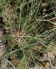 Arceuthobium campylopodum
