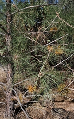 Arceuthobium campylopodum