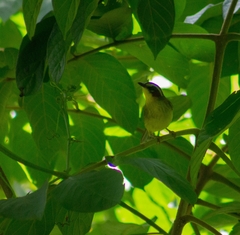 Basileuterus delattrii