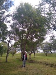 Vachellia pennatula