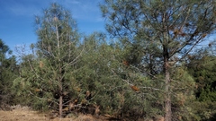 Arceuthobium campylopodum