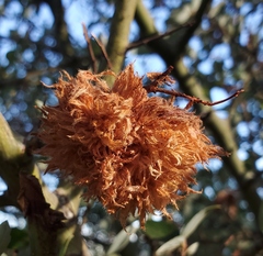 Asphondylia ceanothi