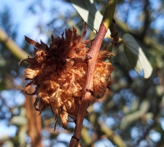 Asphondylia ceanothi