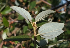 Asphondylia ceanothi