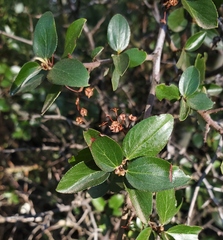 Asphondylia ceanothi