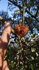 Asphondylia ceanothi