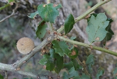 Burnettweldia washingtonensis