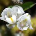 White Snout Orchid - Photo (c) thinus, some rights reserved (CC BY-NC), uploaded by thinus