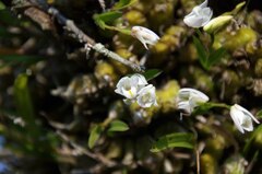 Polystachya ottoniana