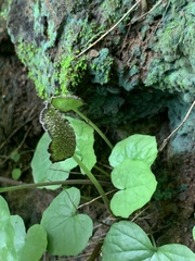 Dorstenia drakena
