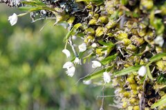 Polystachya ottoniana