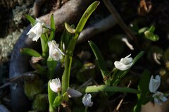 Polystachya ottoniana