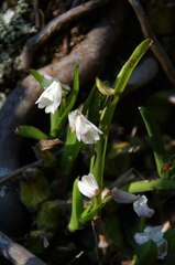 Polystachya ottoniana