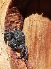 Bassaniana utahensis