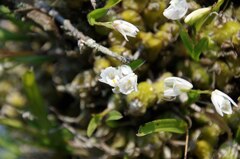 Polystachya ottoniana