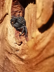 Bassaniana utahensis