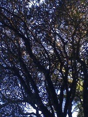 Pseudopanax crassifolius