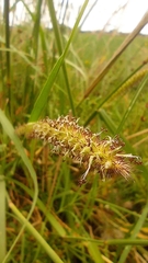 Cenchrus echinatus