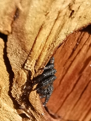 Bassaniana utahensis