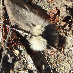 Dasymutilla sackenii