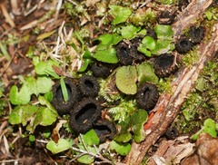 Plectania rhytidia