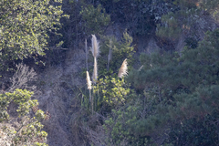 Cortaderia