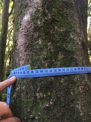 Pseudopanax crassifolius