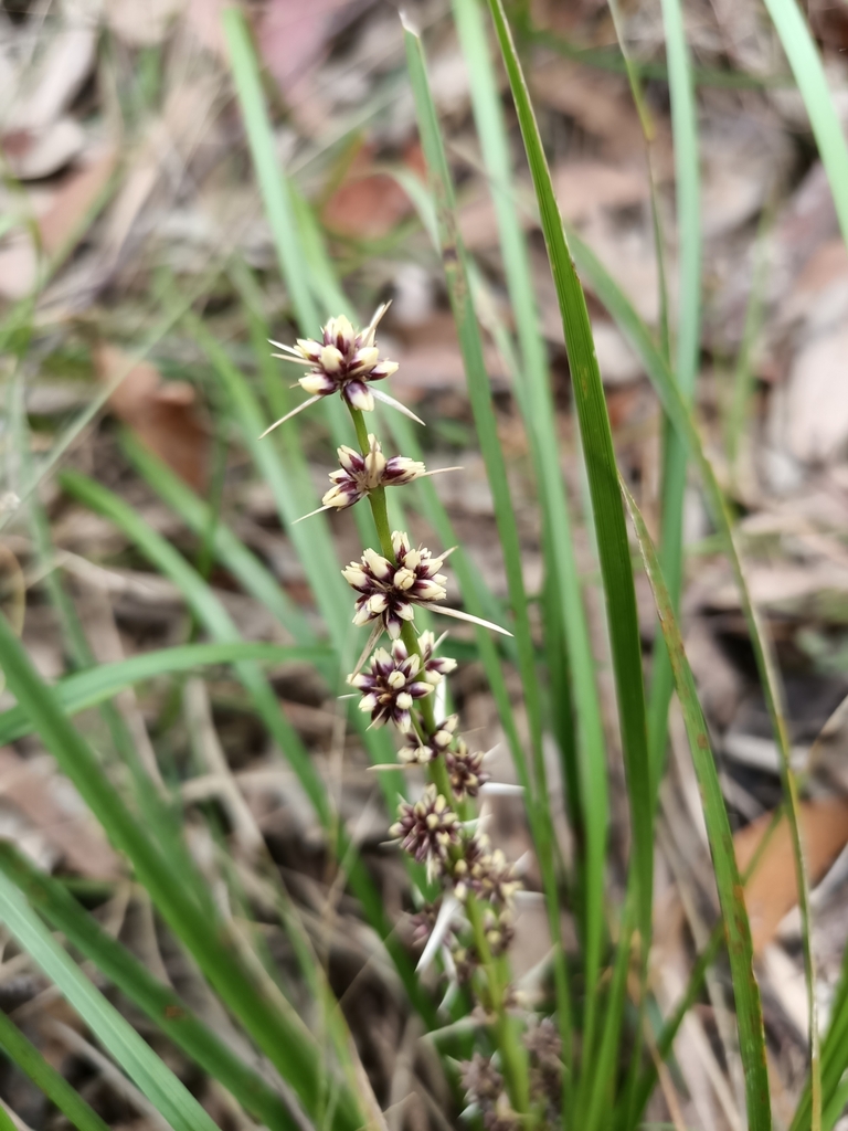 clumped matrush