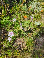 Pelargonium betulinum