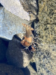 Pacifastacus leniusculus