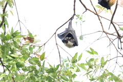 Pteropus conspicillatus