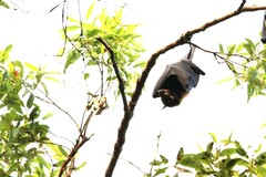 Pteropus conspicillatus