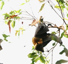 Pteropus conspicillatus